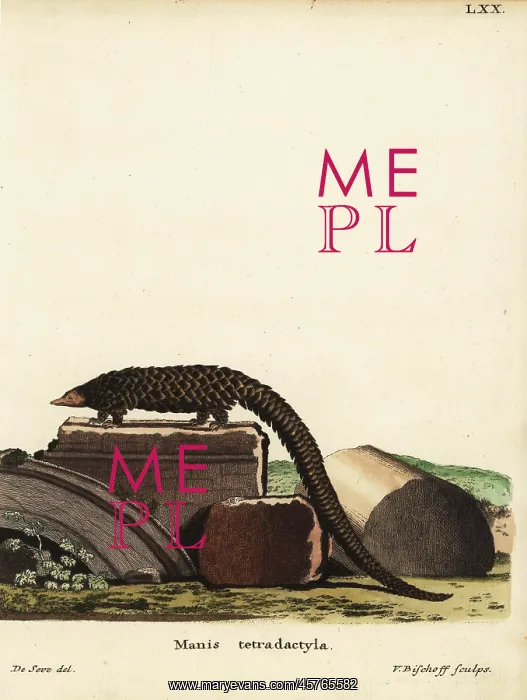 : Chinese pangolin, Manis pentadactyla. Critically endangered : Chinese pangolin, Manis pentadactyla. Critically endangered