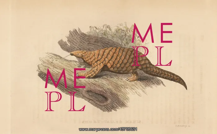 : Chinese pangolin, Manis pentadactyla. Endangered : Chinese pangolin, Manis pentadactyla. Endangered