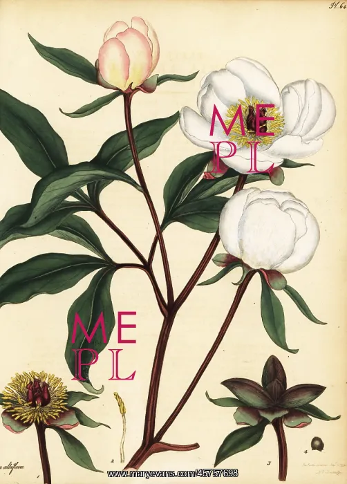 : Chinese peony, Paeonia lactiflora : Chinese peony, Paeonia lactiflora