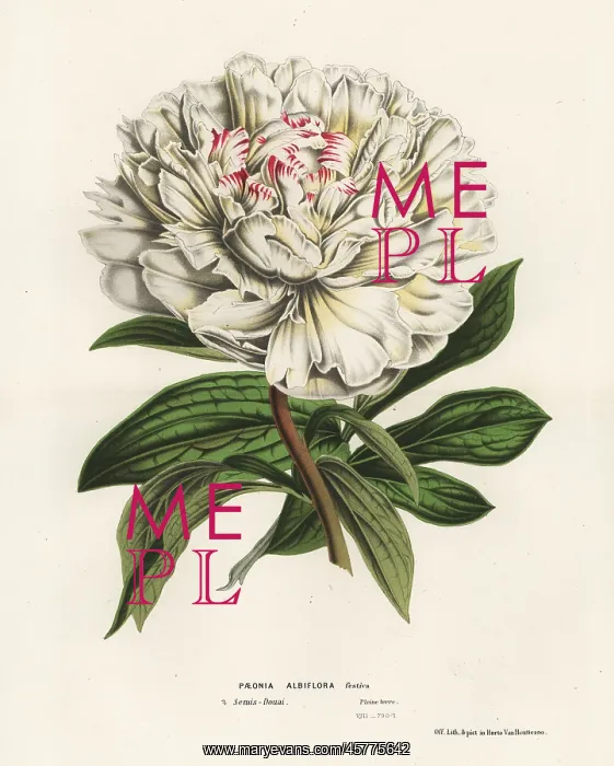 : Chinese peony, Paeonia lactiflora : Chinese peony, Paeonia lactiflora