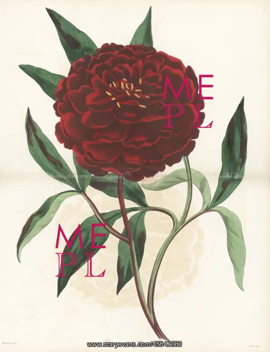 : Chinese peony, Paeonia lactiflora : Chinese peony, Paeonia lactiflora
