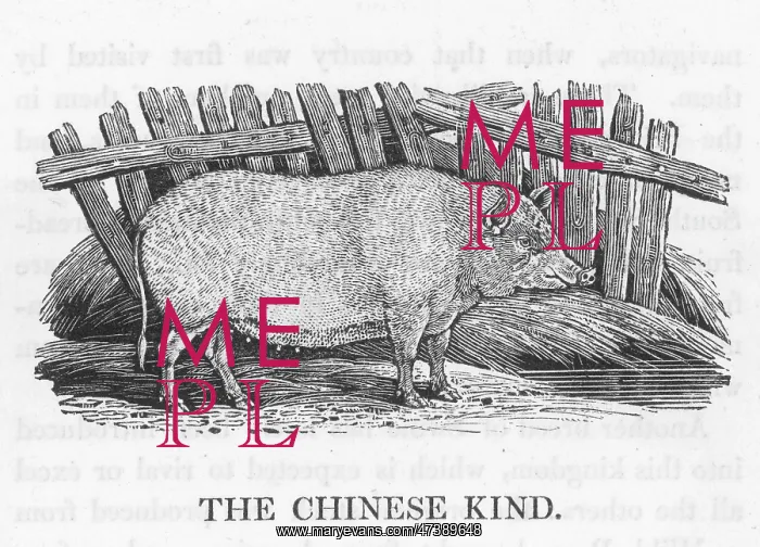 : CHINESE PIG (BEWICK) : CHINESE PIG (BEWICK)