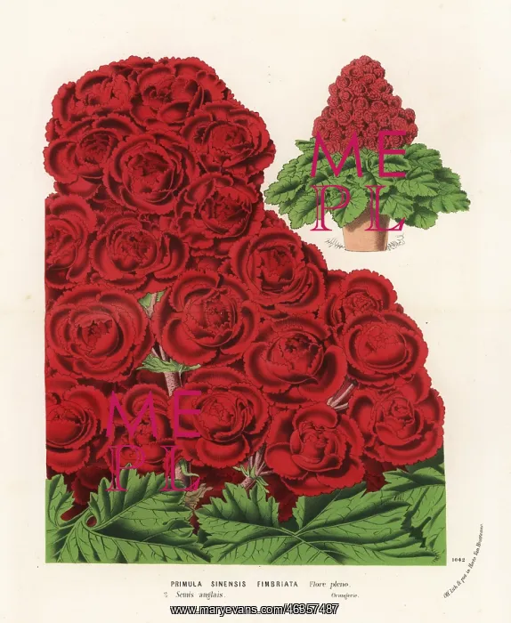 : Chinese primrose cultivar, Primula sinensis : Chinese primrose cultivar, Primula sinensis