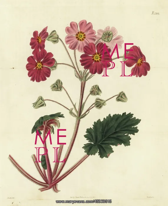 : Chinese primrose, Primula sinensis : Chinese primrose, Primula sinensis