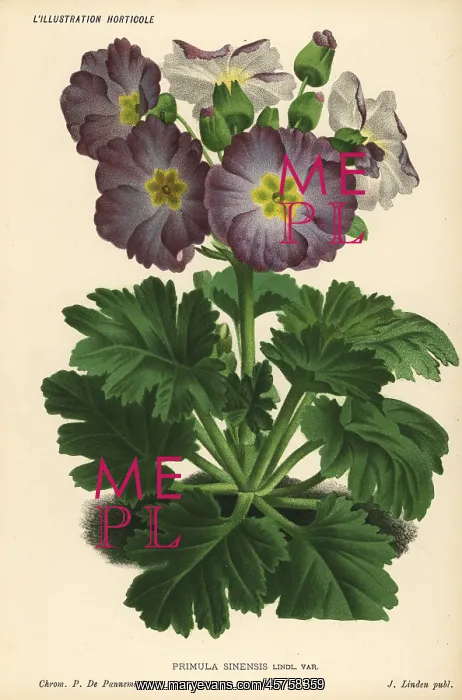  : Chinese primrose, Primula sinensis var