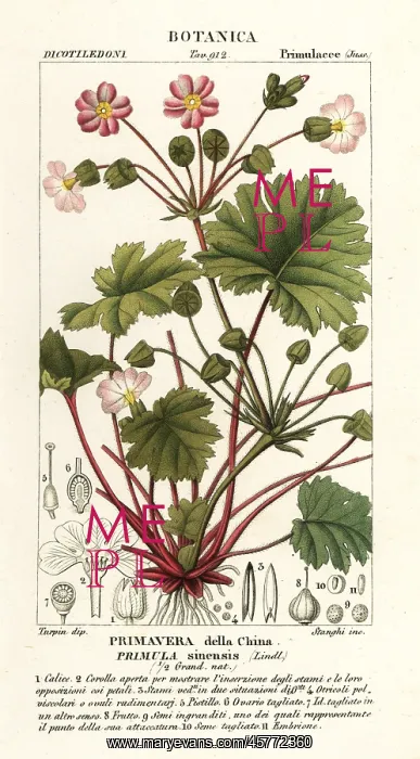 : Chinese primrose, Primulidium sinense : Chinese primrose, Primulidium sinense