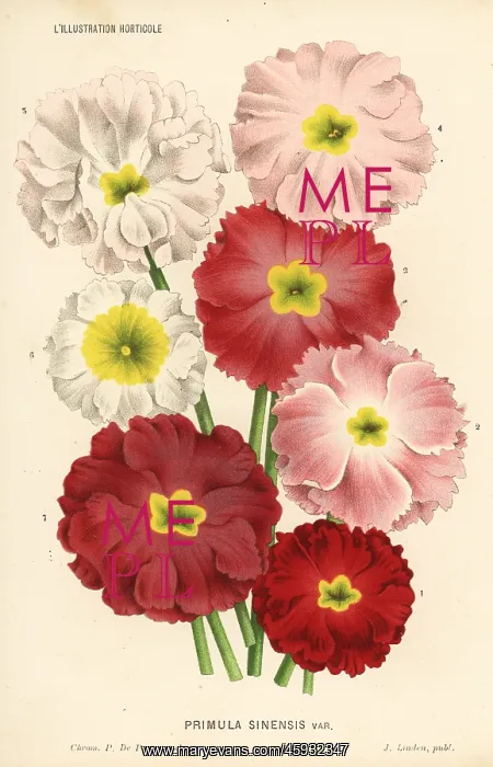  : Chinese primrose varieties, Primula sinensis