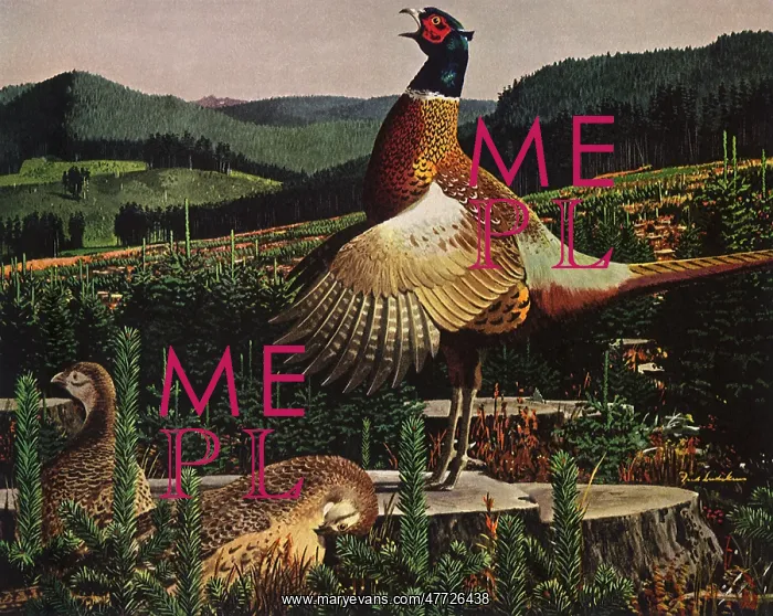  : Chinese Ring-Necked Pheasants