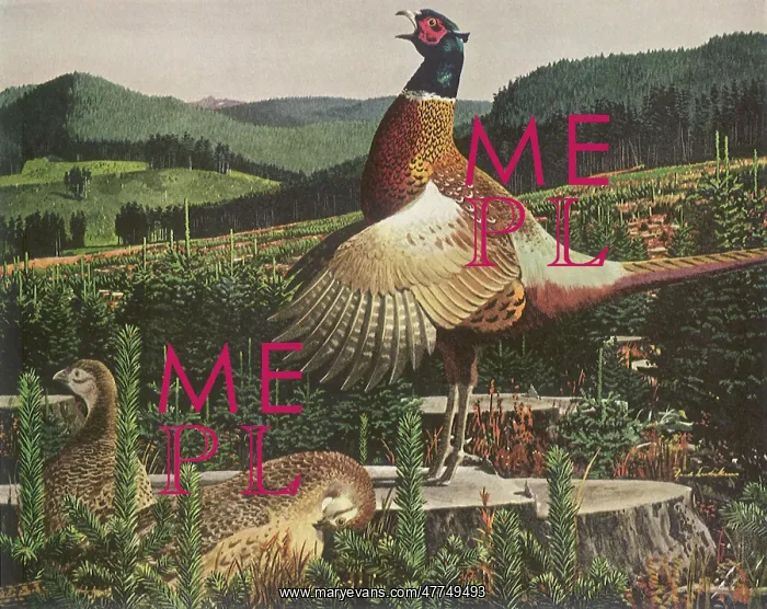 : Chinese Ring-Necked Pheasants : Chinese Ring-Necked Pheasants