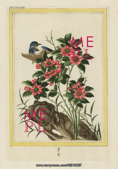 : Chinese rose, Rosa species : Chinese rose, Rosa species