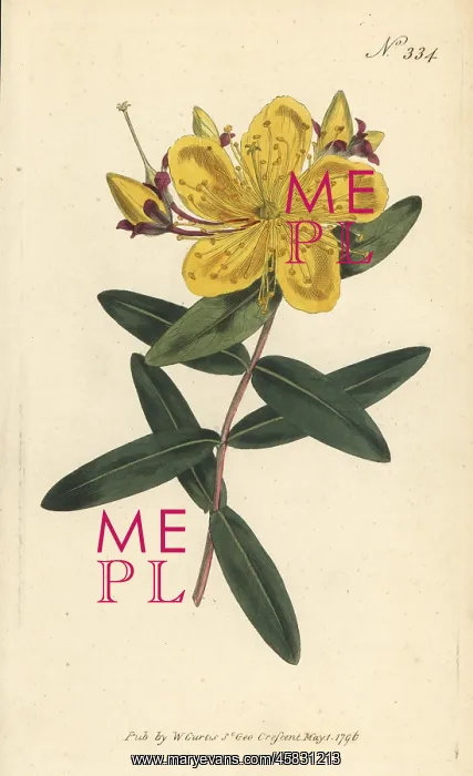 : Chinese St. John's-wort, Hypericum monogynum : Chinese St. John's-wort, Hypericum monogynum