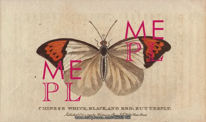 : Chinese white, black and red butterfly : Chinese white, black and red butterfly