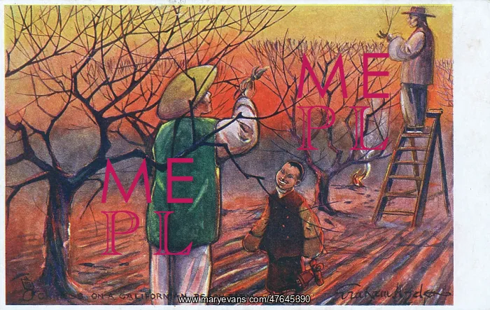 : Chinese workers pruning trees, California, USA : Chinese workers pruning trees, California, USA