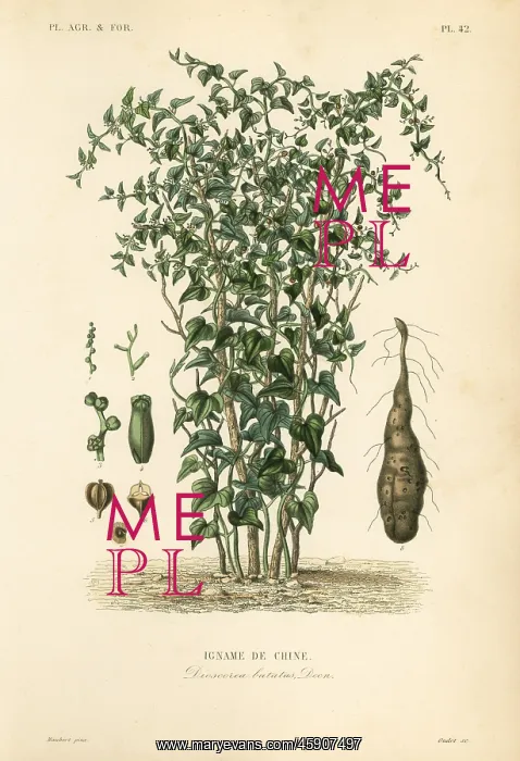 : Chinese yam or cinnamon-vine, Dioscorea polystachya : Chinese yam or cinnamon-vine, Dioscorea polystachya