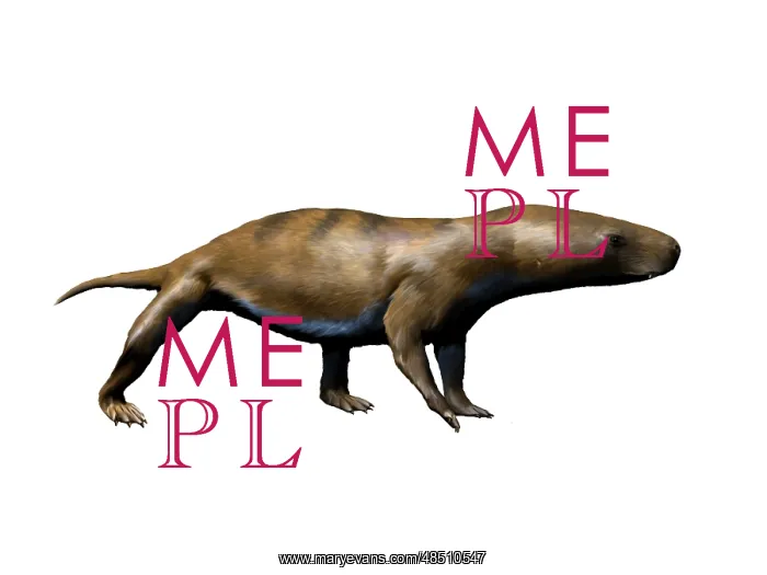 : Chiniquodon is a carnivorous therapsid from the Late ? : Chiniquodon is a carnivorous therapsid from the Late ?