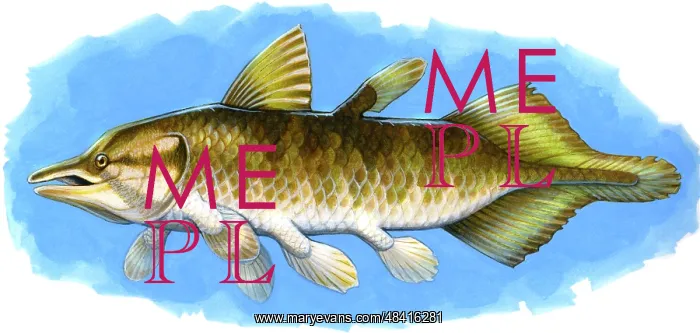 : Chinlea, an extinct lobe-finned fish from the Triassic ? : Chinlea, an extinct lobe-finned fish from the Triassic ?