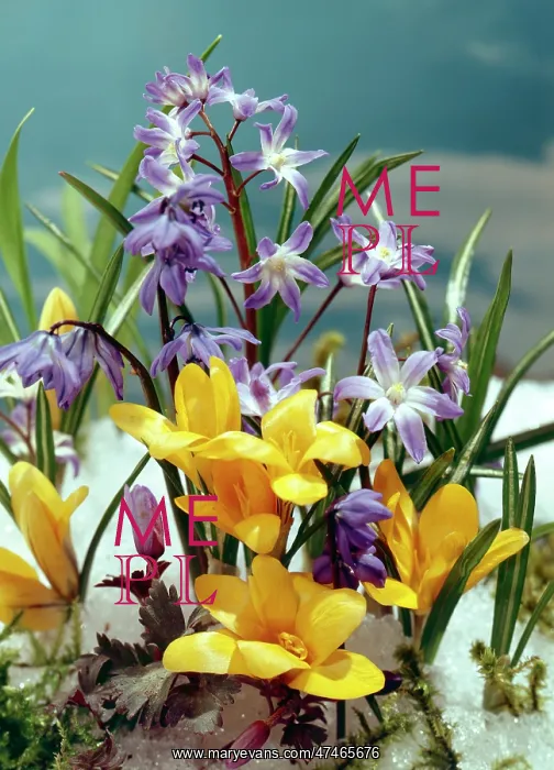  : Chinodoxa and Yellow Crocus in snow