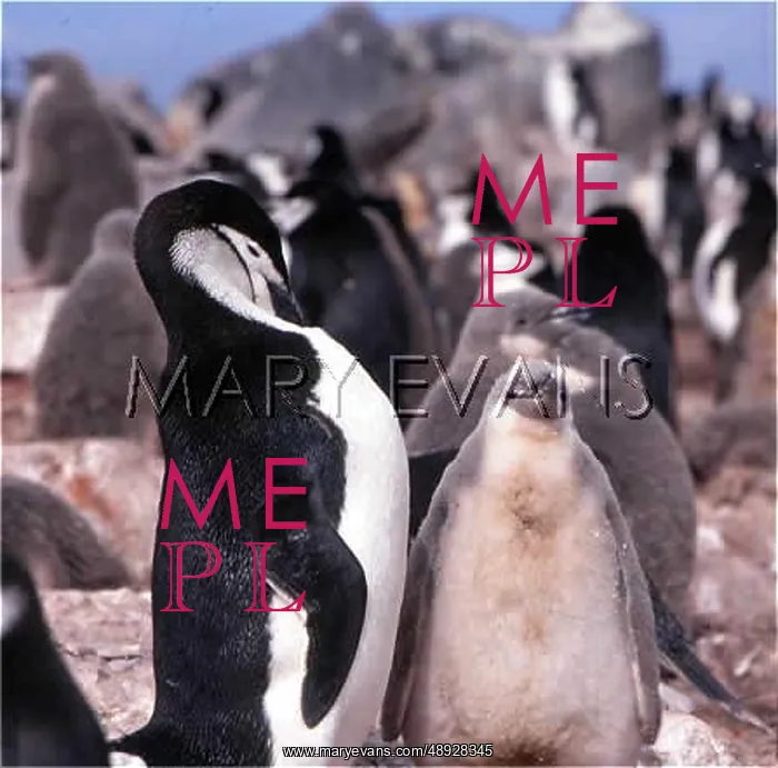  : CHINSTRAP PENGUINS