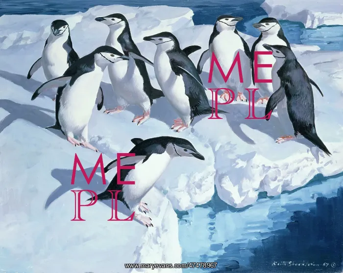 : Chinstrap Penguins ' on ice floes : Chinstrap Penguins ' on ice floes