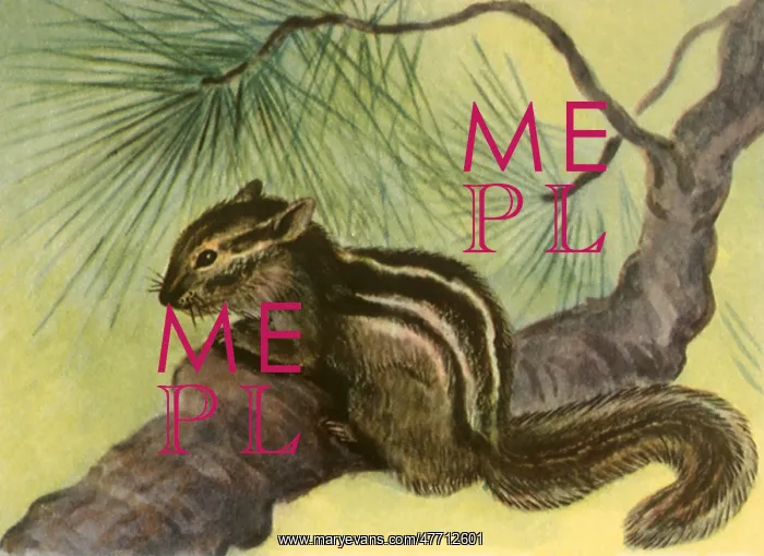  : Chipmunk in Tree