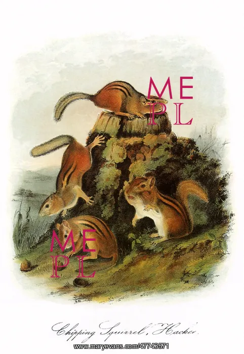  : Chipmunks