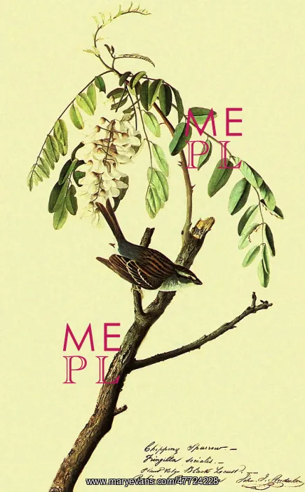  : Chipping Sparrow, Spizella passerina