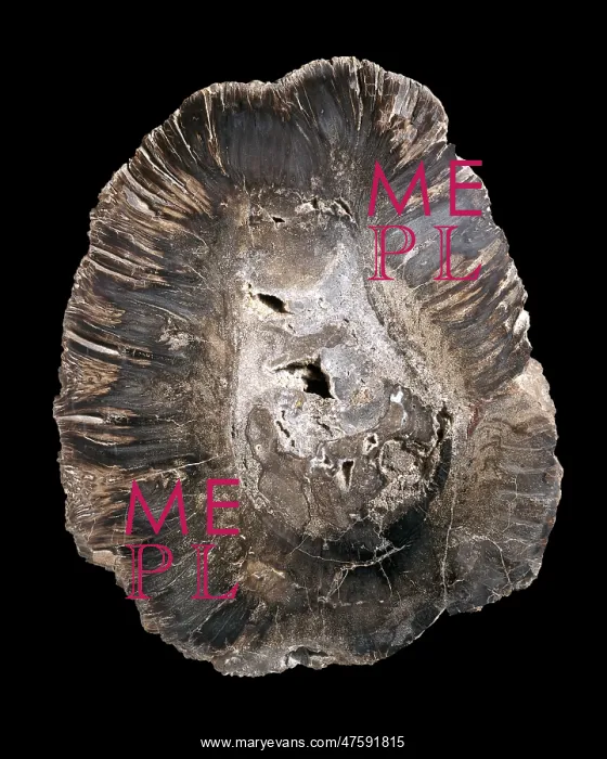 : Chirodipterus australis, early lobe-finned fish : Chirodipterus australis, early lobe-finned fish