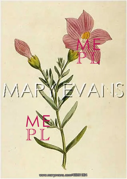  : CHIRONIA FRUTESCENS