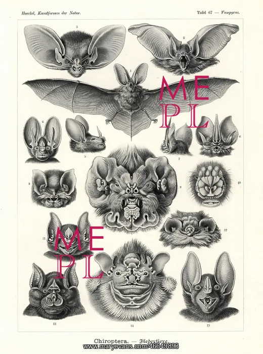 : Chiroptera bat heads and faces : Chiroptera bat heads and faces