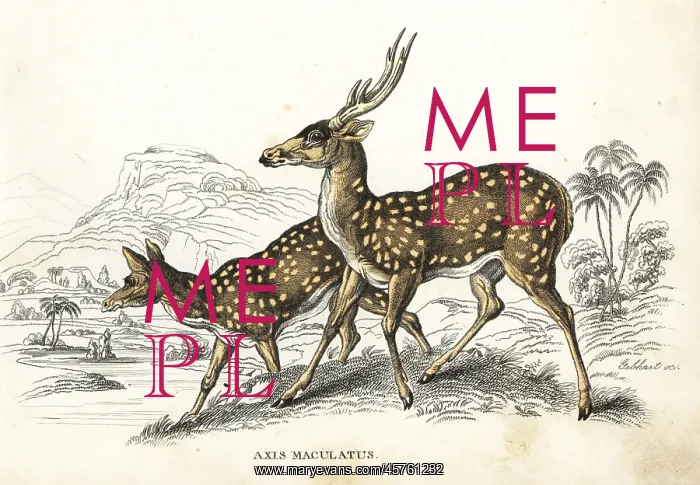 : Chital or cheetal, Axis axis : Chital or cheetal, Axis axis