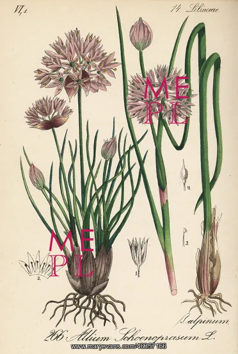 : Chives, Allium schoenoprasum : Chives, Allium schoenoprasum