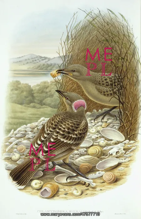 : Chlamydera nuchalis, great bowerbird : Chlamydera nuchalis, great bowerbird