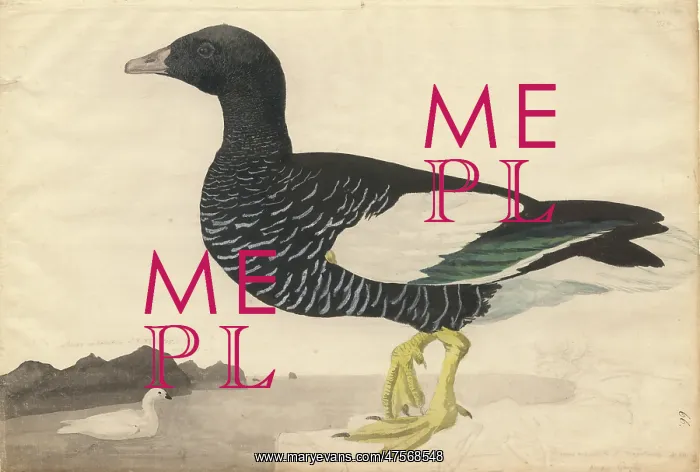 : Chleophaga hybrida, kelp goose : Chleophaga hybrida, kelp goose