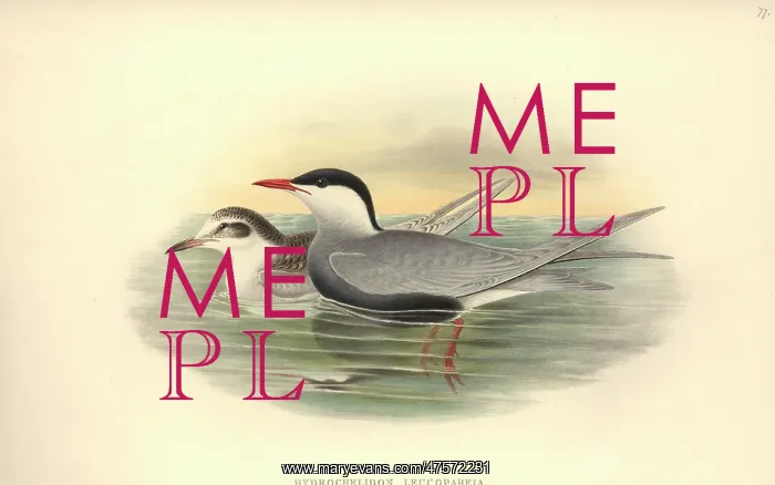 : Chlidonias hybrida, whiskered tern : Chlidonias hybrida, whiskered tern