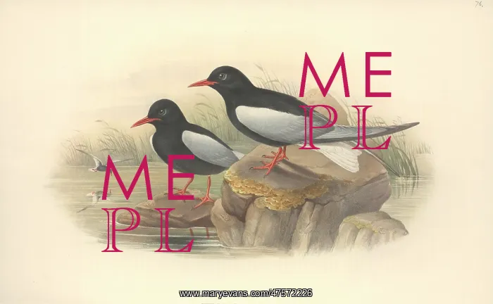 : Chlidonias leucopterus, white-winged black tern : Chlidonias leucopterus, white-winged black tern