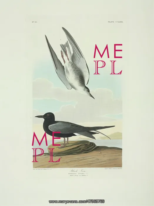 : Chlidonias niger, black tern : Chlidonias niger, black tern