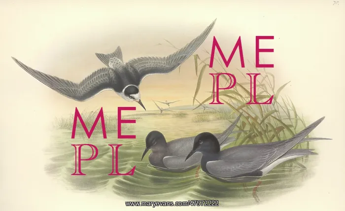 : Chlidonias niger, black tern : Chlidonias niger, black tern