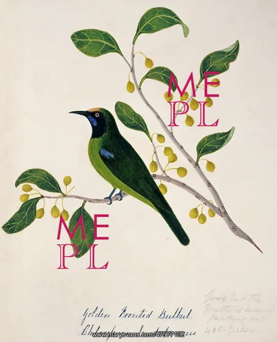 : Chloropsis aurifrons, golden-fronted leafbird : Chloropsis aurifrons, golden-fronted leafbird