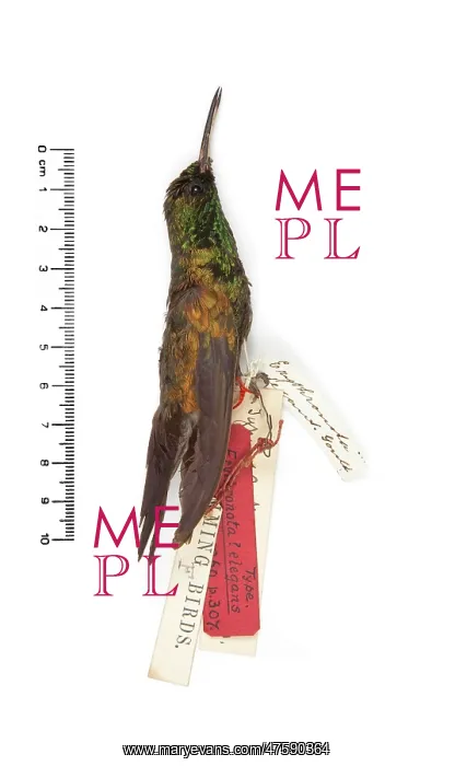 : Chlorostilbon elegans, Gould's Emerald : Chlorostilbon elegans, Gould's Emerald