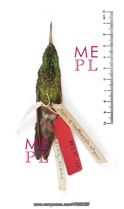 : Chlorostilbon elegans, Gould's Emerald : Chlorostilbon elegans, Gould's Emerald