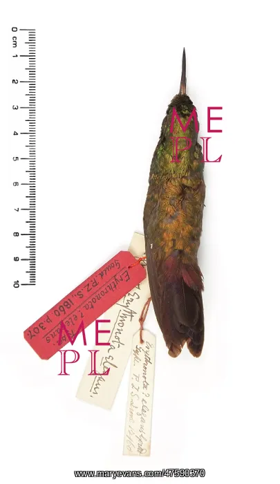 : Chlorostilbon elegans, Gould's Emerald : Chlorostilbon elegans, Gould's Emerald