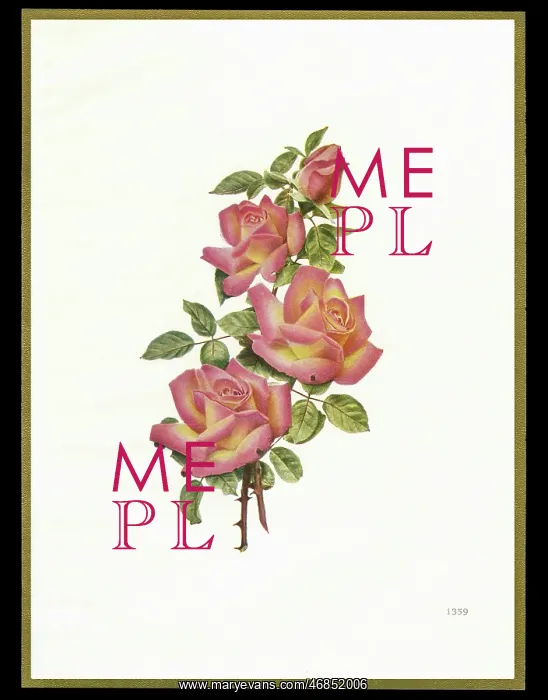 : Chocolate box design, four pink roses : Chocolate box design, four pink roses