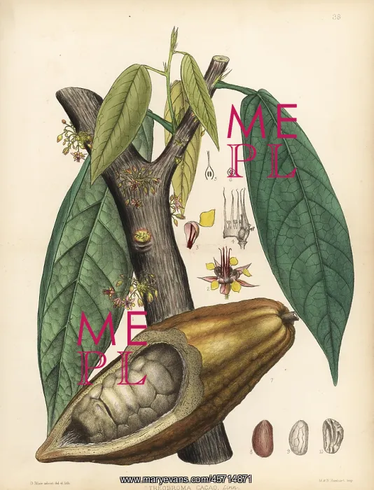 : Chocolate or cocoa tree, Theobroma cacao : Chocolate or cocoa tree, Theobroma cacao