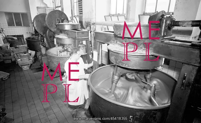 : Chocolate plant : Chocolate plant