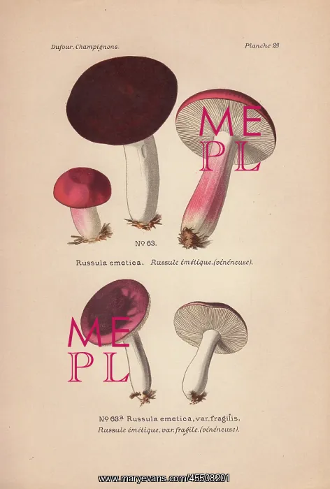 : Chocolate and scarlet colored Russula emetica : Chocolate and scarlet colored Russula emetica