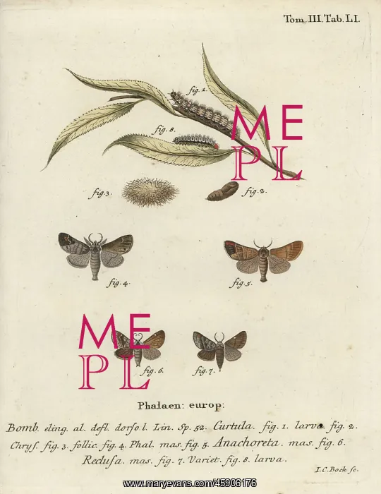 : Chocolate-tip moths : Chocolate-tip moths