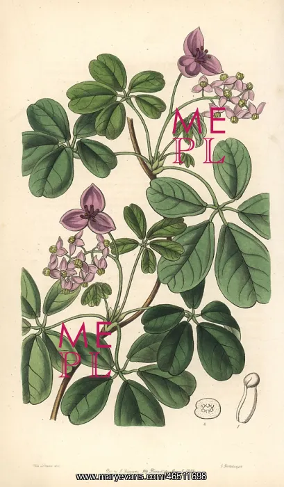 : Chocolate vine, Akebia quinata : Chocolate vine, Akebia quinata