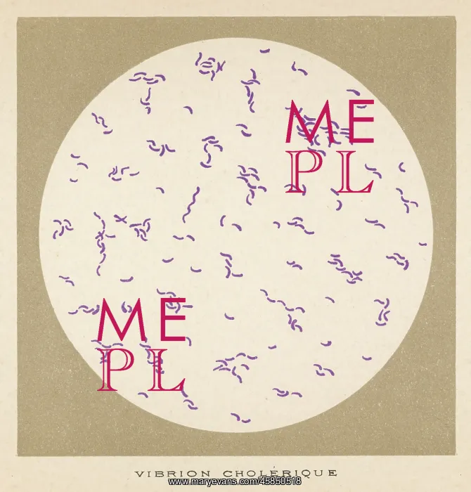  : CHOLERA VIBRIO