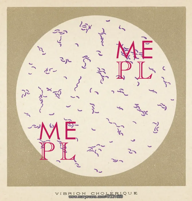 : CHOLERA VIBRIO : CHOLERA VIBRIO