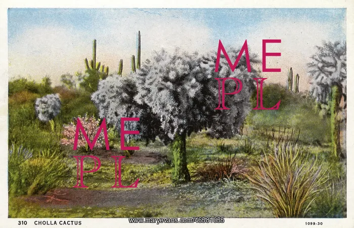  : Cholla Cactus - Arizona, USA